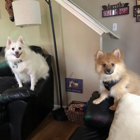 Meet your Posher, Cyndi - Picture 3 of 4